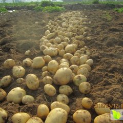 湖北随州大量供应优质新土豆