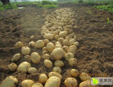 湖北随州大量供应优质新土豆