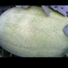 陕西蒲城冠龙，京欣西瓜火热上市