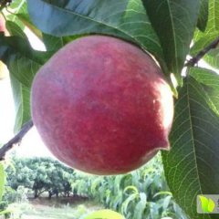 枣阳新市侯学奇5月燕大红桃