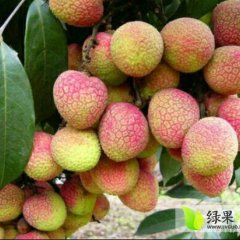 钦州宏进何定森5月妃子笑荔枝