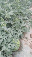 我处已有多年种植8424西瓜历史