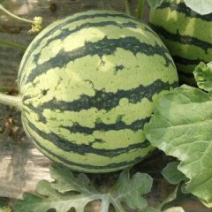 大荔范家翟江涛5月京欣西瓜