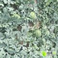 2016砀山京欣西瓜：瓜型圆正