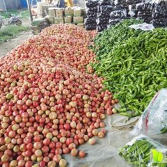 山东东昌府硬粉西红柿名优产品