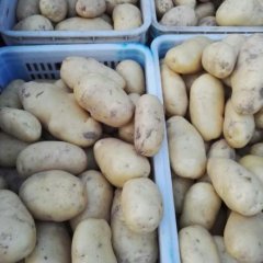 山东东昌府荷兰十五土豆火爆招商中