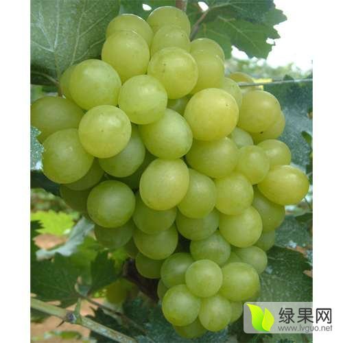2016年河北饶阳维多利亚价格