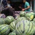 青州山东杨万照4月京欣西瓜