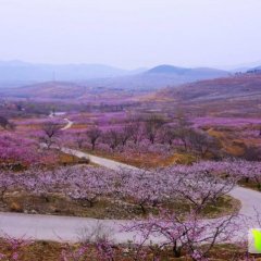 山东蒙阴金太阳杏即将成熟上市