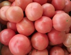 2016商河西红柿价格波动不大