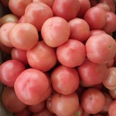 2016商河西红柿价格波动不大