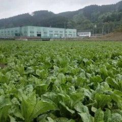 广元曾家山莴苣大量上市金田农业诚邀合作伙伴