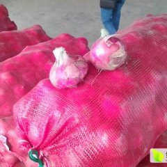 河南滑县红皮洋葱品质优良
