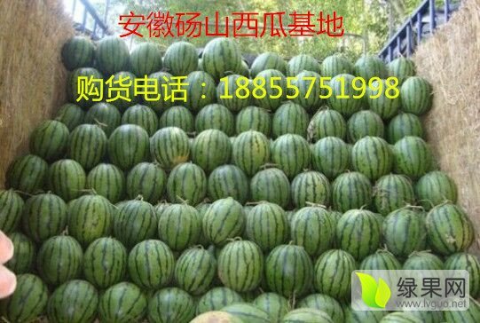 8424西瓜价格