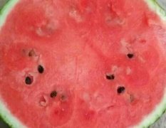 河北清苑京欣西瓜何去何从