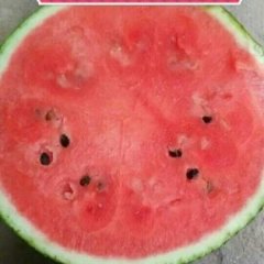 河北清苑京欣西瓜何去何从