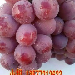 云南青提葡萄上市！