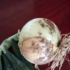 郯城洋葱名优产品,大新周全武诚信合作