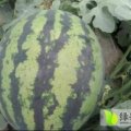 蒲城龙阳高平5月京欣西瓜