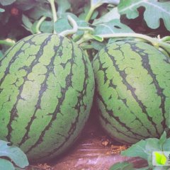 2016新乐西瓜收购工作全面开展