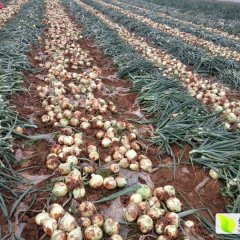 郯城洋葱火热上市红花张楠诚信合作