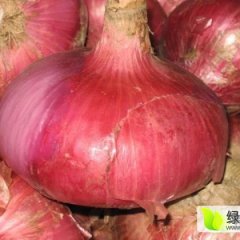 河南省沁阳市紫皮二红洋葱，每年六月一号上市