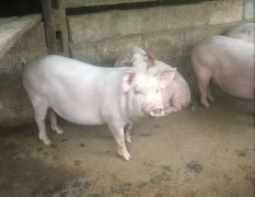 长白猪价格优惠 13块左右 有40斤 到200斤