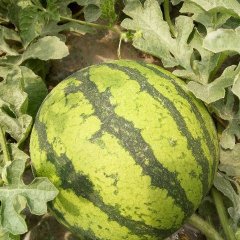 思茅全面大量上市精品8424麒麟瓜