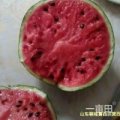 山东潍城8424西瓜假一赔十