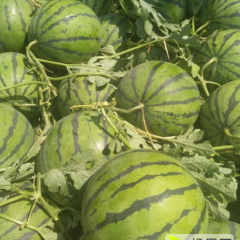 保定是清苑区西瓜大量上市