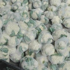 2016东昌府菜花现在订货有惊喜