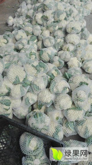 2016年山东东昌府白面青梗松花菜价格