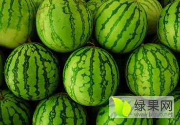 麒麟西瓜价格