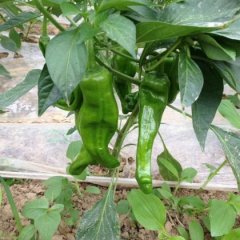 湖北钟祥芜湖椒辣椒香甜可口