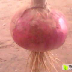 单县洋葱绿色无公害,李田朱经理诚信合作