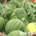 巨鹿县纯绿色无公害蜜蜂对花西瓜基地