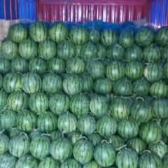 清苑西瓜著名品牌,南河王伟轩诚信合作