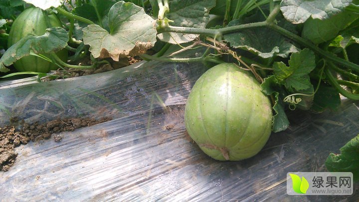 2016年陕西蒲城青香脆玉价格