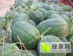 通许西瓜产销两旺,河南赫开亮诚信合作