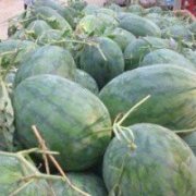 通许西瓜产销两旺,河南赫开亮诚信合作