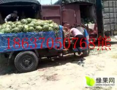 河南商丘睢阳西瓜质量优求带走娄店熊玉龙诚信