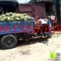河南商丘睢阳西瓜质量优求带走娄店熊玉龙诚信