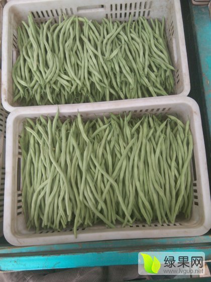 2016年山东莘县四季豆价格