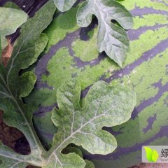 蒲城龙阳陈鑫5月冠龙西瓜