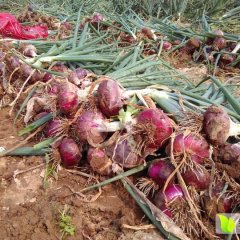 郯城红花周5月紫皮洋葱