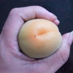 泾阳杏子营养丰富,口镇王定诚信合作