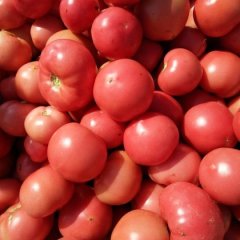 陕西泾阳硬粉西红柿欢迎合作