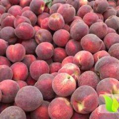 宜城各种毛桃品种有红不软、美佳、突围