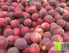 宜城各种毛桃品种有红不软、美佳、突围