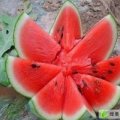2016河南商丘李口西瓜刘银华诚信代办